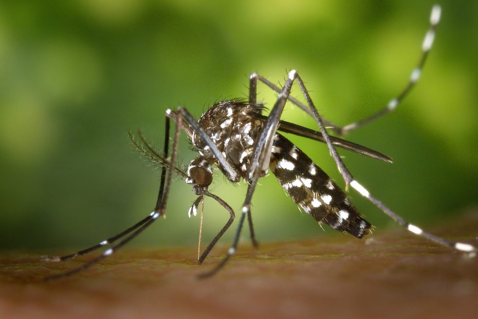 mosquito, insect, mosquito bite-49141.jpg